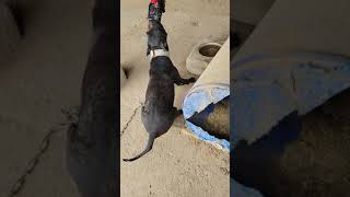 Lucky Dogs Ch. Pepe El Toro & Fat Bills Bear At Recreation Time.