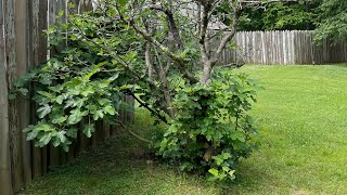 RANDOM GIANT FIG TREE