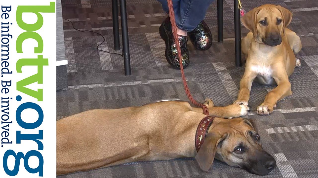 Rhodesian Ridgebacks All About Dogs YouTube