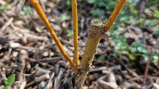 Flowers and other interesting plants in the young forest garden - early spring