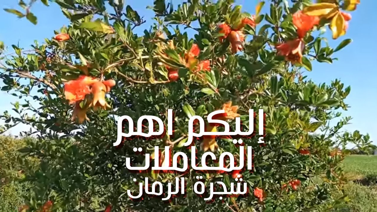 ما هي أهم المعـــاملات التي تحــتاجها اشجار الرمان في فترة النــمو | لايفوتك