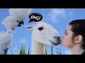 My Parrot's Reaction to a Llama! JERSEY IS A SHOCKED COCKATOO! |CESAR MILLAN (PT. 2)