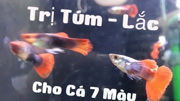 🆘🆘🆘Cách Trị TÚM - LẮC Cho Cá 7 Màu Đơn Giản Nhất. Mạnh Guppy Tb