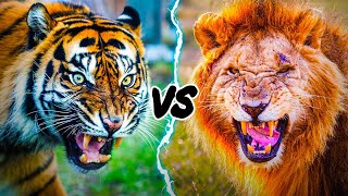 Lion vs Tiger - Who will win a fight?