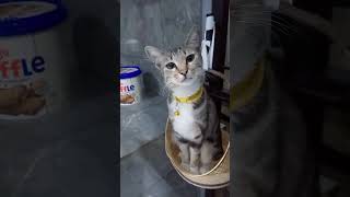 Tolong jangan di culik ya  #catsad #catshort #catyt #cat #kucinglucu