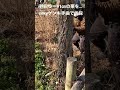 【鋸】人間チェーンソーの伐採!
