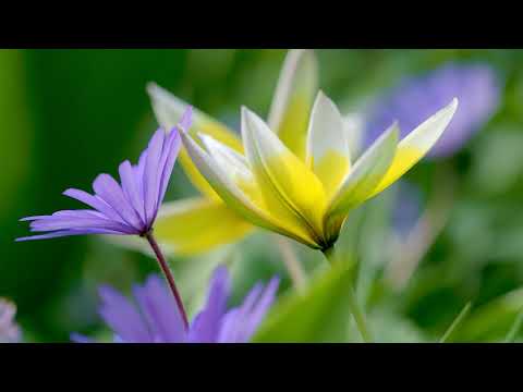 Wie Sie mit Blumenzwiebeln Ihren Frühlingsgarten gestalten