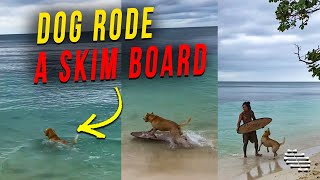 Dog Rode a Skim Board Soon as Guy Launched It for Him on the Beach