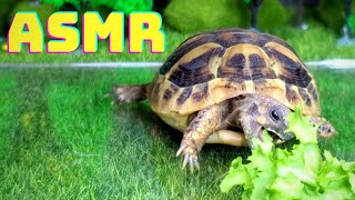 Turtle Eating His Veggies Bae Zoo Asmr