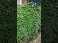 Beauty of a Green Bush Covered with White #Nature #buty #WhiteFlowers #Garden #Floral #Greener