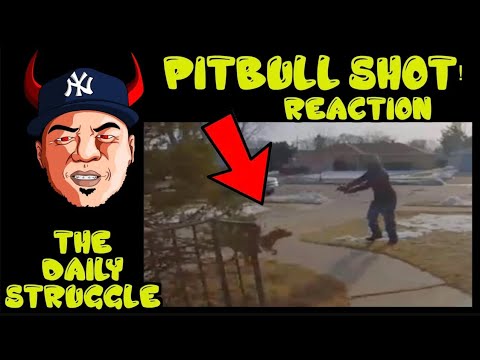 #throwback REACTION TO MAN WHO SHOOTS PITBULL CHARGING HIM + CABLE MAN x DOG STORY