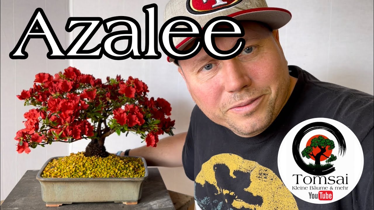 Azalee Umtopfen,Austrieb und Blte Bonsai 20/23