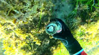 Foraging Turban Snails in NSW