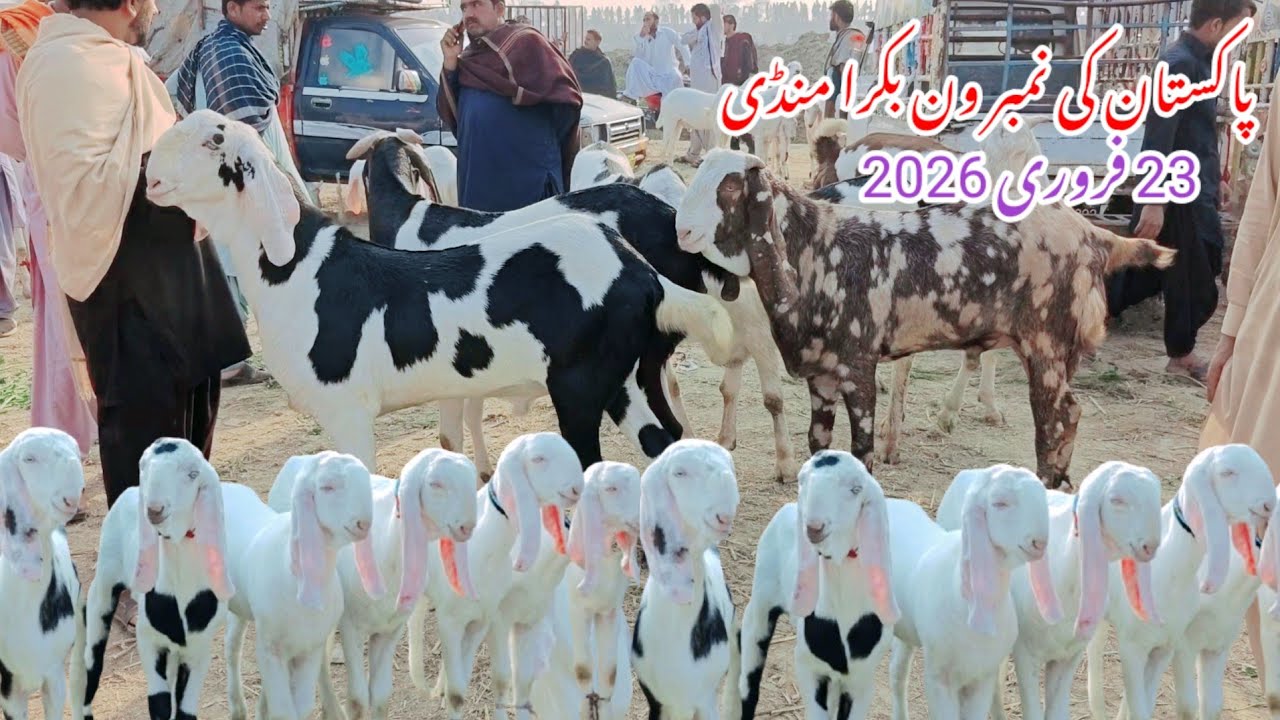 Номер 1 в Пакистане Бакра Манди Мохаммадпур Бакра Манди Раджанпур Бакра Манди 03314739700