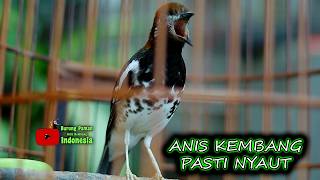 ANIS KEMBANG BIAR MAU BUNYI GACOR NGEPLONG BERSAUTAN NYALAKAN INI  #aniskembang