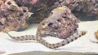 Snowflake Eel (Echidna nebulosa) | Exotic Saltwater Eel