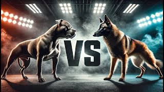 Pitbull vs. Belgian Malinois: Strength Showdown!