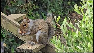 Stumpy Returns