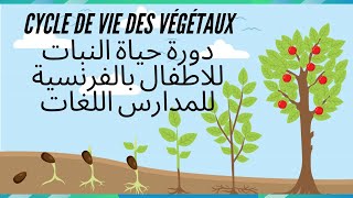 دورة حياة النبات للاطفال بالفرنسية للمدارس اللغات