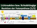 Lichtabhängige Reaktion /Lichtreaktion /Primärreaktion der Fotosynthese [1/2] -[Biologie, Oberstufe] Mp3 Song