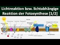 Lichtabhängige Reaktion /Lichtreaktion /Primärreaktion der Fotosynthese [1/2] -[Biologie, Oberstufe]