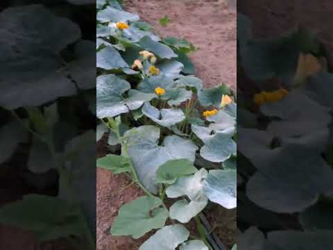 Iraderran: Calabazas Verrugosas bonitas y sanas.