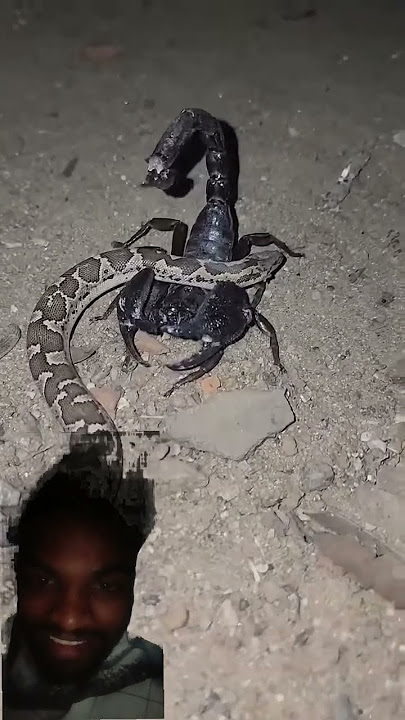 Snake 🐍 Vs Scorpion 🦂🫣😱 #experimnent #shorts #song #animatedcomedy #viralshortsmk1