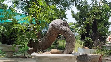 cây cóc chua dáng đổ hàng khủng rất đẹp cho sân vườn lớn lh 0795050333