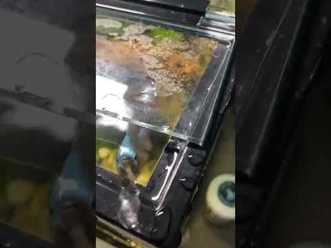 Fish Comes to