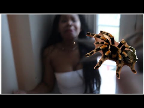 terrifying-real-tarantula-prank-on-girlfriend!!-(-she-started-crying-)