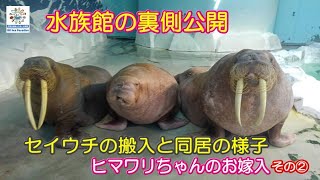 セイウチ】水族館の裏側公開②！セイウチのお嫁入りとお引越し（伊勢