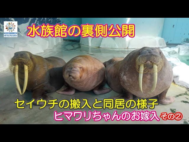 セイウチ】水族館の裏側公開②！セイウチのお嫁入りとお引越し（伊勢