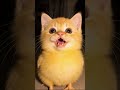 Cute baby Chick Cat#kittens #funnycat #viral #Catvideo