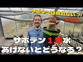 【驚き】サボテンに1年水をあげないと枯れるのか、実験結果をお見せします🤲【サボテンの育て方】