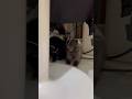 Wreck-It Ralph🫠 #animallife #animals #shortvideo #skunks #pets #shorts #funnyanimals