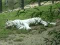 White tiger in cohanzick zoonj  surprize voice like a dog