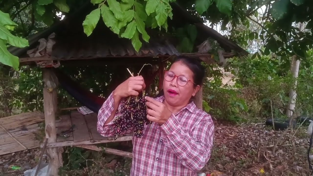 มาเก็บผลไม้ป่าข้างบ้านเริ่มสุกแล้ว#ผลไม้ธรรมชาติ