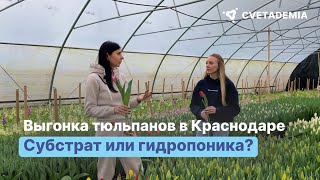 Выгонка тюльпанов в Краснодаре | Сравнение субстрата и гидропоники