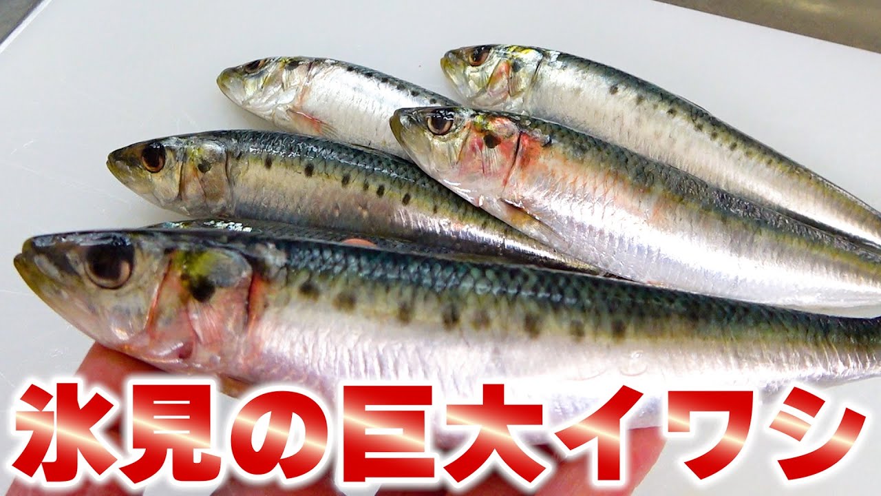 【じーちゃんにも食べさせたい！】美味しすぎたとろける氷見イワシ！