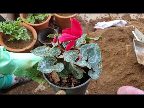 Video: Kuinka saada amarylliskukka kukkimaan uudelleen