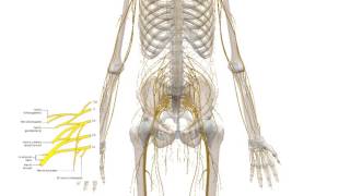 Plexo Lumbar - Anatomía Facil Descripción