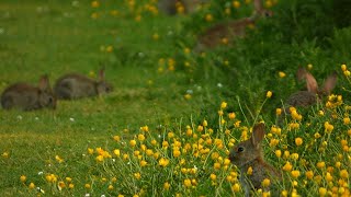Bunnies and Buttercups | a return to the meadow in May