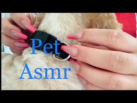 ASMR | stroking, scratching my dogs fur / hair