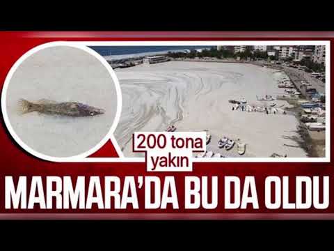 Marmara denizini kaplayan