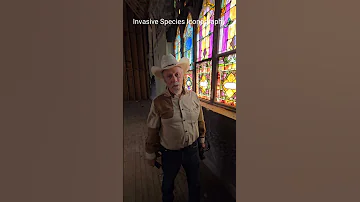 Invasivespecies Honeybees Killerbeeguy Killerbee 