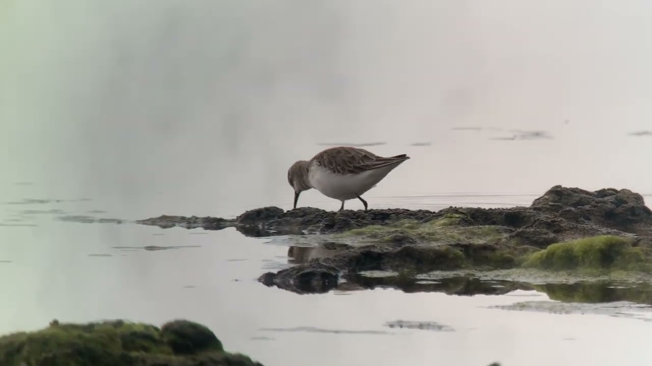 Little Stint 2026.1.24