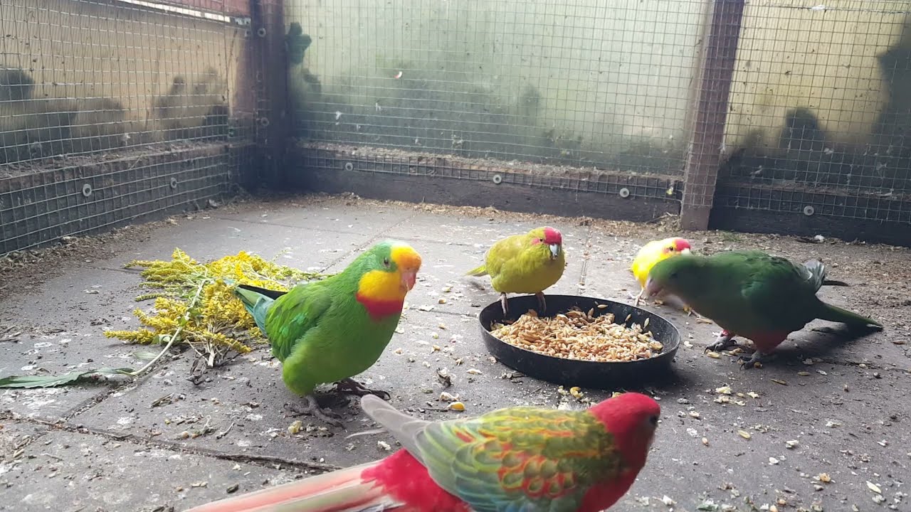 Barabandy, modrolotki, nimfy, rozelle, szkarłatki/Barraband, kakariki, cockatiel,rosella,king parrot