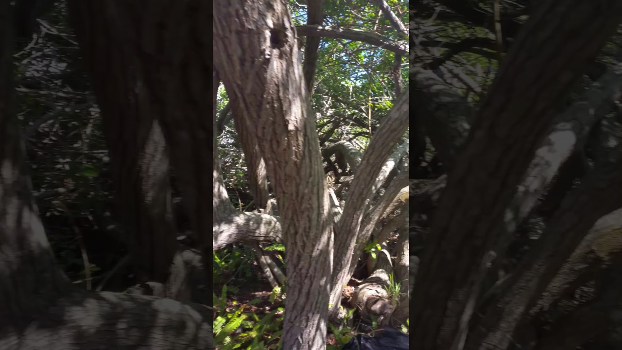 Three little monkeys climbing a tree hands free instagram