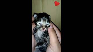 3 DAY OLD KITTEN IN MY HAND II eyes not open yet by Wandafullvideo 1,216 views 3 years ago 1 minute, 8 seconds