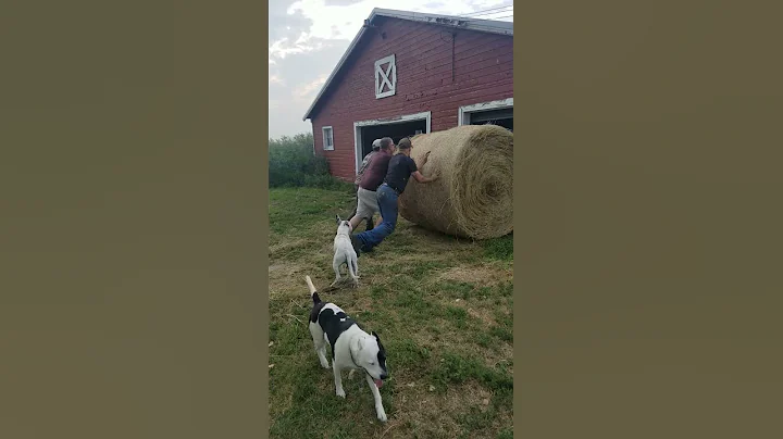 How many men does it take to roll a bale?